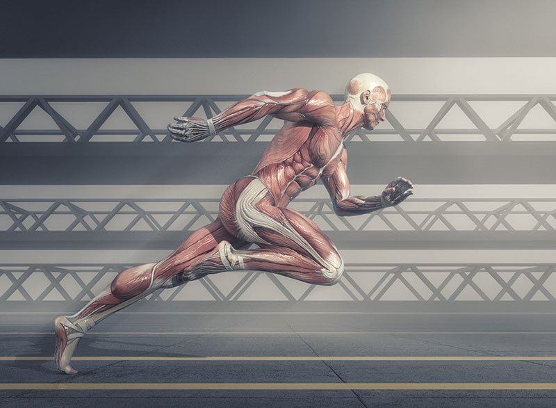 A scientific drawing of the human muscular system, while the body is in a running pose