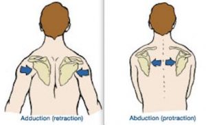 A cartoon demonstrating how the scapula and clavical bones move when you pull your shoulders back versus when you pull your shoulders forward